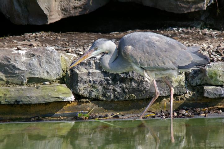 IMGP2556