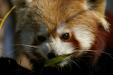 Red panda