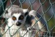 Ring-tailed lemur