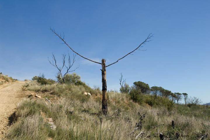 montgris-8246